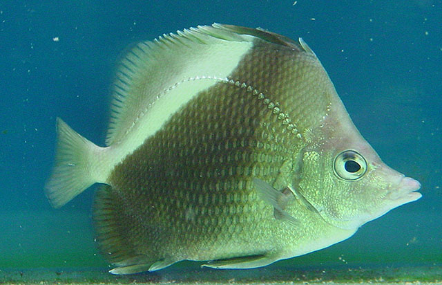 Prognathodes obliquus. Note the defined body scales and oblique posterior dorsal saddle. Also note the faint delimitation within the saddle, suggesting a vestigial band in the usual place. These could perhaps indicate an ancestral relationship to the aya clade. Note the strongly defined lateral line scales and the iris in silver. Photo credit: Chan, T.T.C.
