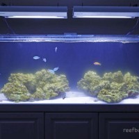 The Trials & Tribulations of a Young Reef Tank