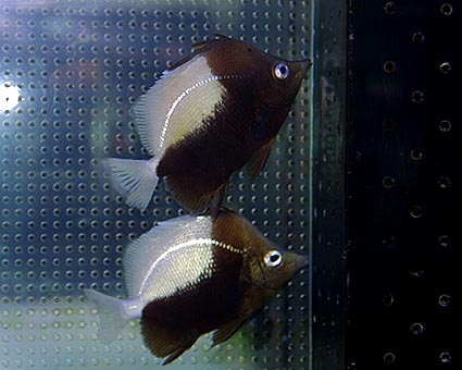 P. dichrous in captivity. Note the mercuric luster in the lateral line and iris. Photo credit: Makoto Matsuoka.
