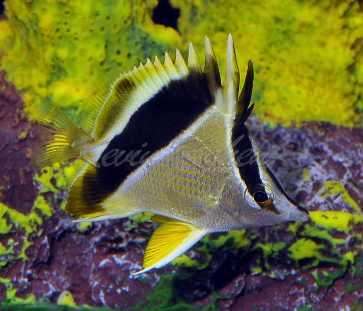 Prognathodes guyanensis x P. aya. Note the yellow pelvic fins of P. aya, as well as the body striae and faint second posterior bar of P. guyanensis. Photo credit: Kevin Kohen.
