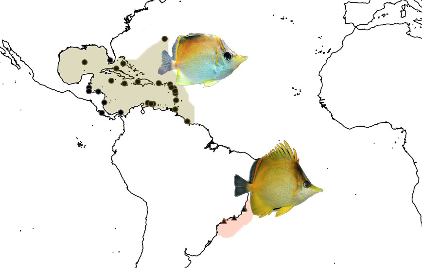 The biogeography of P. aculeatus and P. brasiliensis. Photo credit: aculeatus: Lemon TYK, brasiliensis: Marcieira R.M.
