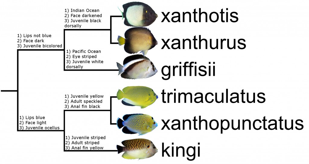 apolemichthys tree