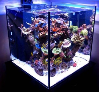 aquatic creations tank - reefs