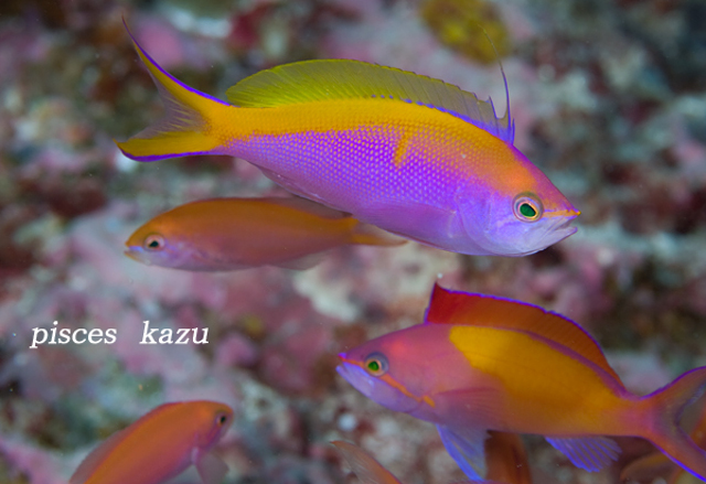 Male P. bartlettorum, showing the distinctive dorsal fin filament and yellow medial bar. P. dispar in background. From Palau. Credit: pisces_kazu