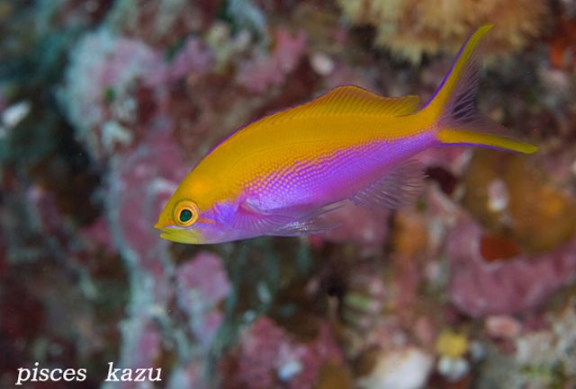 Female P. bartlettorum from Palau. Credit: pisces_kazu