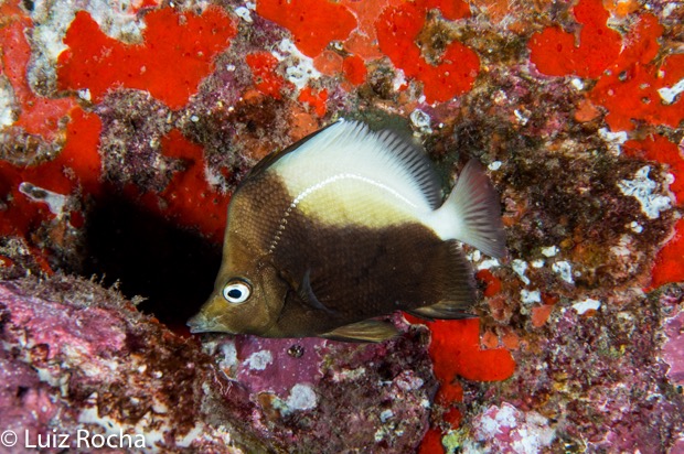 P. dichrous in situ, Ascension Island. Photo credit: Luiz Rocha.