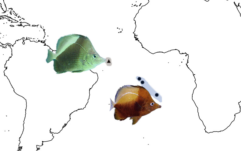 The biogeography of Prognathodes obliquus and P. dichrous. These two species form a clade with the most restricted range of any Prognathodes (or butterflyfish) species yet. Photo credit: obliquus: Chan, T.T.C., dichrous: Lemon TYK. 