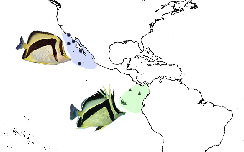 The biogeography of P. falcifer and P. carlhubbsi occupying the extreme Eastern Pacific along the North and South American coast. Photo credit: falcifer: Lemon TYK, carlhubbsi: discoverlife.