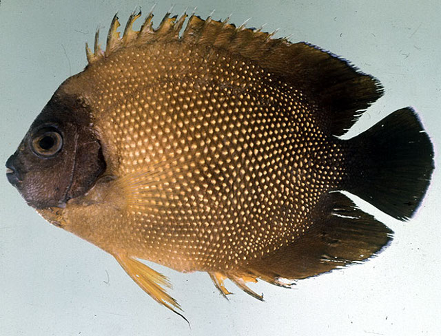 A type specimen of A. guezei. The bluish face is poorly-shown here. Credit: John Randall 