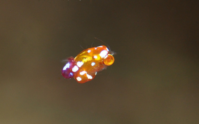 Idiomysis japonicus, specimens vary from tan to this distinctive orange form with white spots. Credit: hyaku 
