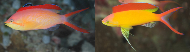 Variation in male coloration of P. ignitus. Credit: michiki618
