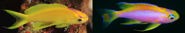 Compare the similar cranial markings of P. parvirostris with P. ventralis. Both groups also lack the cheek stripe common to other Pseudanthias. Credit: Jacky Wong & unknown