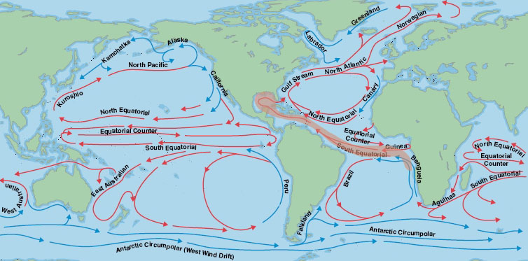 Oceonographic currents showing movement from the Eastern Atlantic to the Western Atlantic via the south equatorial current. 