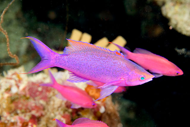 Fijian P. cf pascalus have several distinctive differences to their coloration. Credit: Paddy Ryan/Ryan Photographic