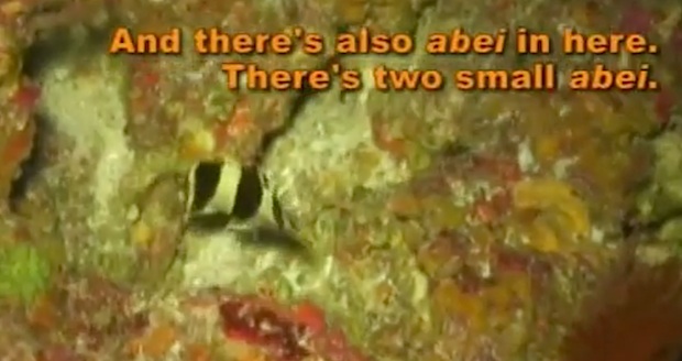 Another banded Prognathodes filmed in Palau. This was documented during the documentary series “Pacific Abyss”, where the butterflyfish was seen sharing a hole with Centropyge abei and Chromis abyssus. 