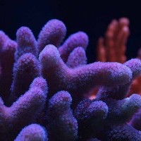 SPS Deep Dive – Stylophora Coral