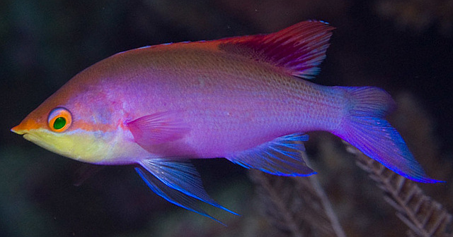 The purple blotch in the soft rays of the dorsal fin is diagnostic for P. tuka. The yellow throat is also a common feature, though not entirely reliable on its own for making identifications. From Sulawesi. Credit: Mark Rosenstein