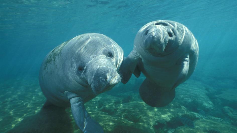 west-indian-manatee-two.jpg.adapt.945.1