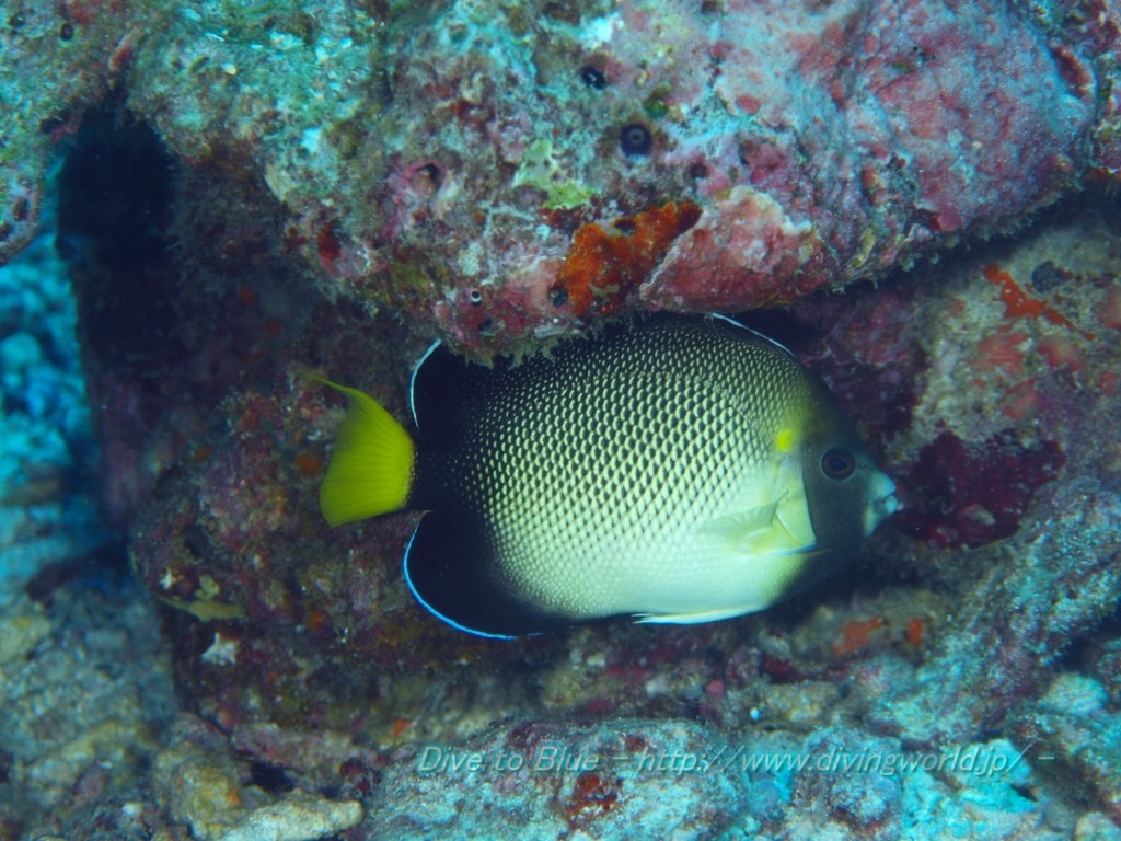 A. xanthurus at the Similan Islands, Thailand. Credit: Dive to Blue