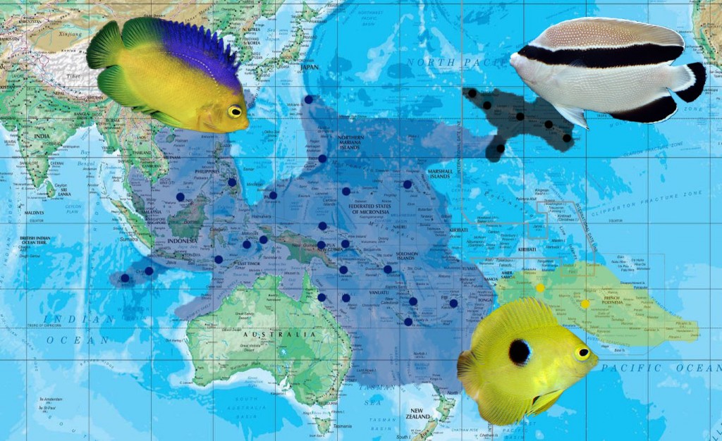 The biogeography of C. colini, C. narcosis and A. arcuatus. This clade represents a lineage of deepwater angelfish that occupy much of the Western, Central and Southern Pacific Ocean. Photo credit: Lemon TYK.