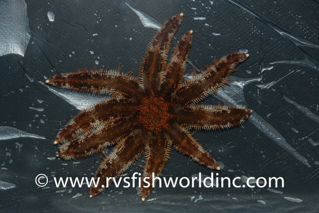 Dorsal view of a small aquarium specimen of Luidia magnifica. Credit: RVS Fishworld Inc