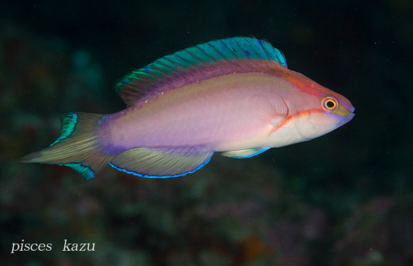 Cirrhilabrus lanceolatus shares many similarities with the Ogasawara fairy wrasse, including a lanceolate tail and a yellow dorsal stripe (faintly visible beneatht he magenta stripe in this specimen). Credit: pisces_kazu