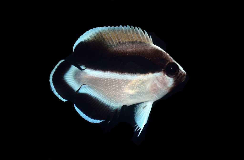 The taller body profile and dorsal fin spines are more clearly seen in the juveniles of A. arcuatus. Photo credit: Lemon TYK.