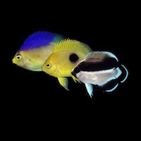 Pomacanthid relics: Colin’s, Narcosis and Bandit Angelfishes