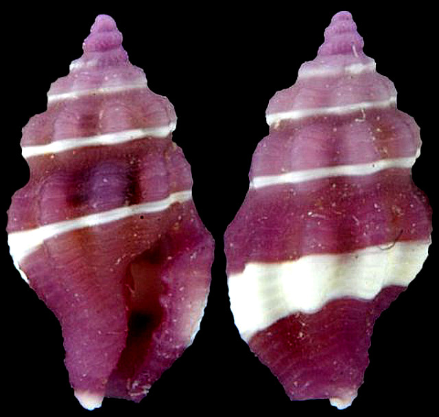 Hemilienardia goubini is another purple and white species. Identification of these snails seems challenging. Credit: Guido Poppe