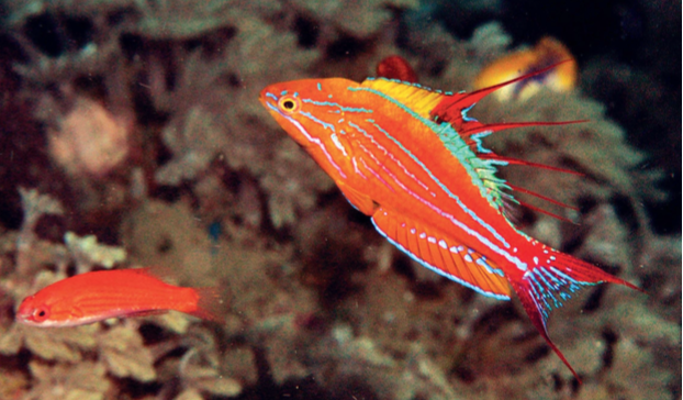 Paracheilinus paineorum. Note the red dorsal filaments. Photo credit: Gerry Allen.