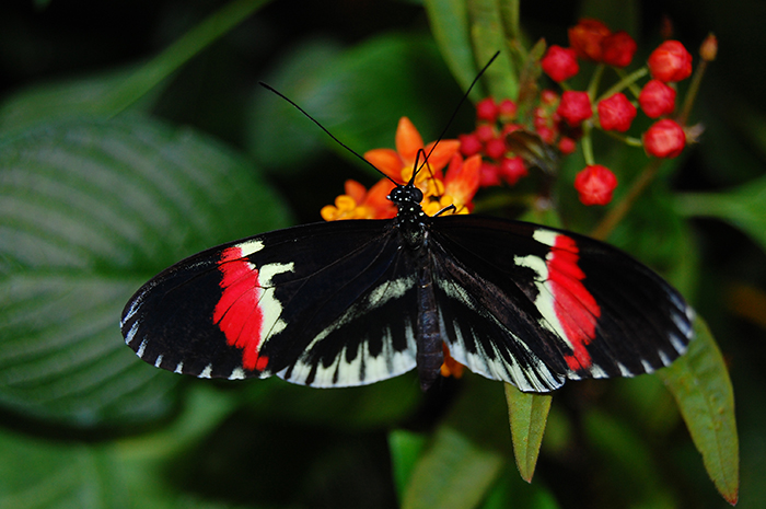 Heliconius butterfly. Photo by Jamie Craggs.