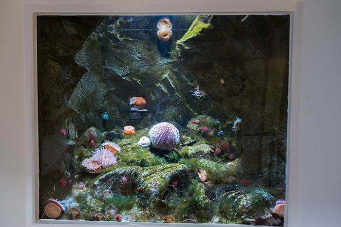 ...And a recreation. This would work better if the anemones would stay still. Photo by Richard Aspinall.