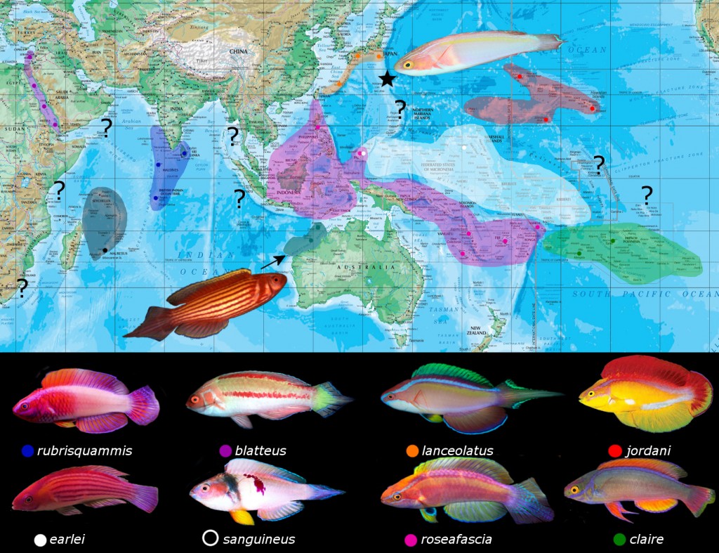 lanceolatus map