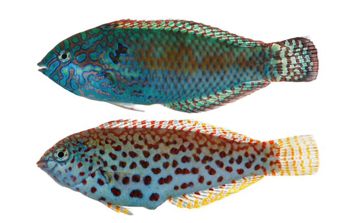 Macropharyngodon pakoko, male on top, female below. This recently described (2014) species is endemic to the Marquesan Islands. It bears a close resemblance to M. meleagris, but phenotypically, both sexes show noticeable differences. This disparity is further supported by molecular data, which clearly shows the need for a new specific allocation. Photo by Jeffrey T. Williams.