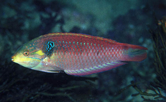 A male M. vivienae in the field. Note the blue humeral spot and the reddish body hue. Photo by Fishwise Pro.