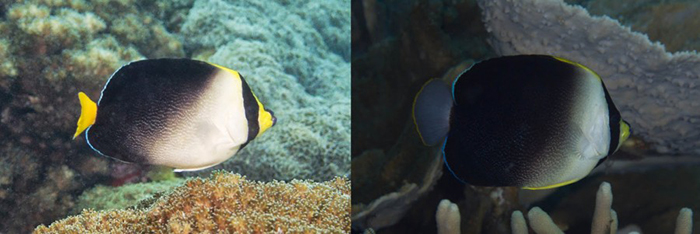 C. mesoleucus (Cebu, Philippines) & poliourus (Guadalcanal, Solomon Islands). Note the difference in caudal fin coloration. Photos by David Rolla & Mark Rosenstein.