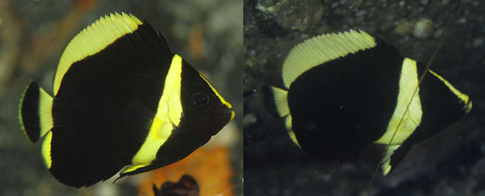 Juvenile cf melanosoma. The partially yellow pelvic fins diagnose this fish from C. melanosoma, which has entirely black pelvic fins. Credit: kiss2sea & T. Takemura.