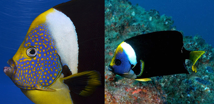 Compare the variation in the facial markings of these two meredithi. Photo by Aquarise & Dave Harasti.