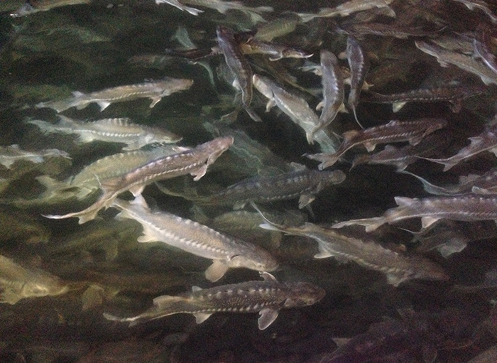 Sturgeon being grown for caviar production in a reuse aquaculture system. Photo by AndyyParadise (Wikimedia Commons).
