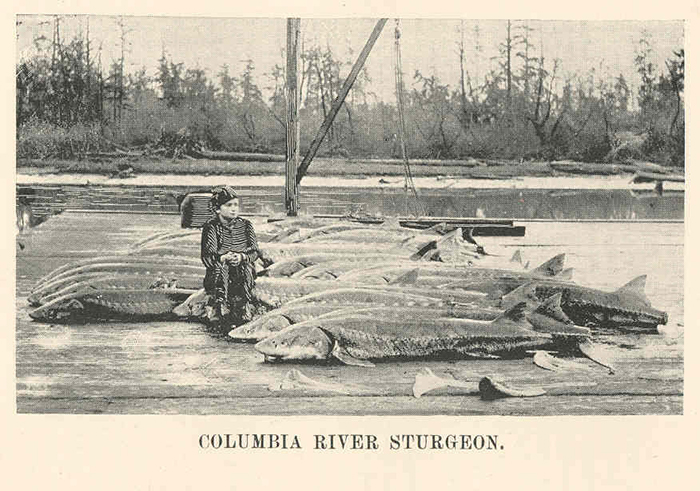 Colombia River Sturgeon, 1898. Photo by Freshwater and Marine Image Bank, University of Washington (Wikimedia Commons).