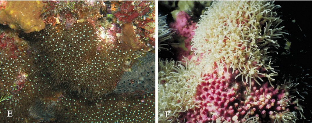 B. violaceum, note the bumpy, purple surface and the contrasting white center to each polyp. It's uncertain if either of these traits are diagnostic for just this species. Credit: Samini-Lamin & van Ofwegen, 2016