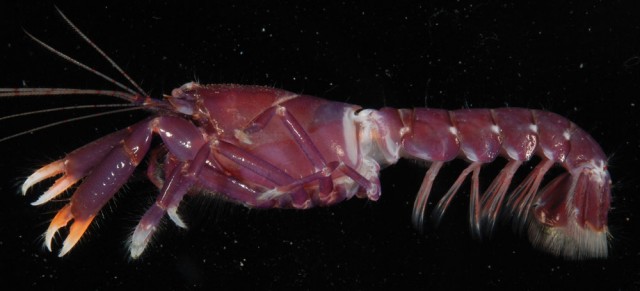 Axiopsis serratifrons. Note the difference in claw shape with respect to Alpheus pistol shrimps. Credit: Moorea Biocode