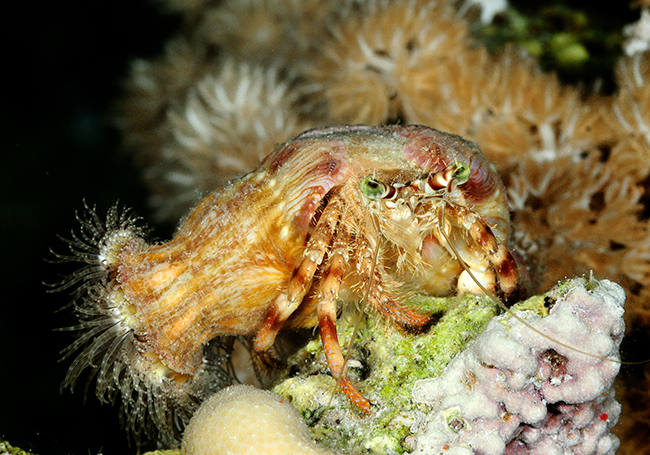 RCA_2566 anemone carrying hermit crab