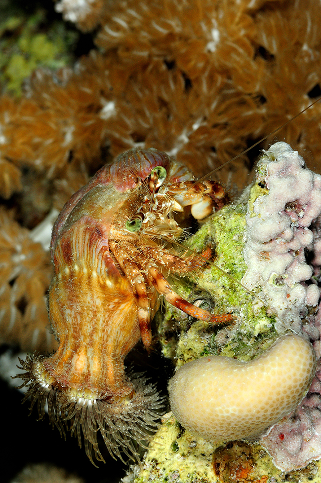 RCA_2569 anemone carrying hermit crab