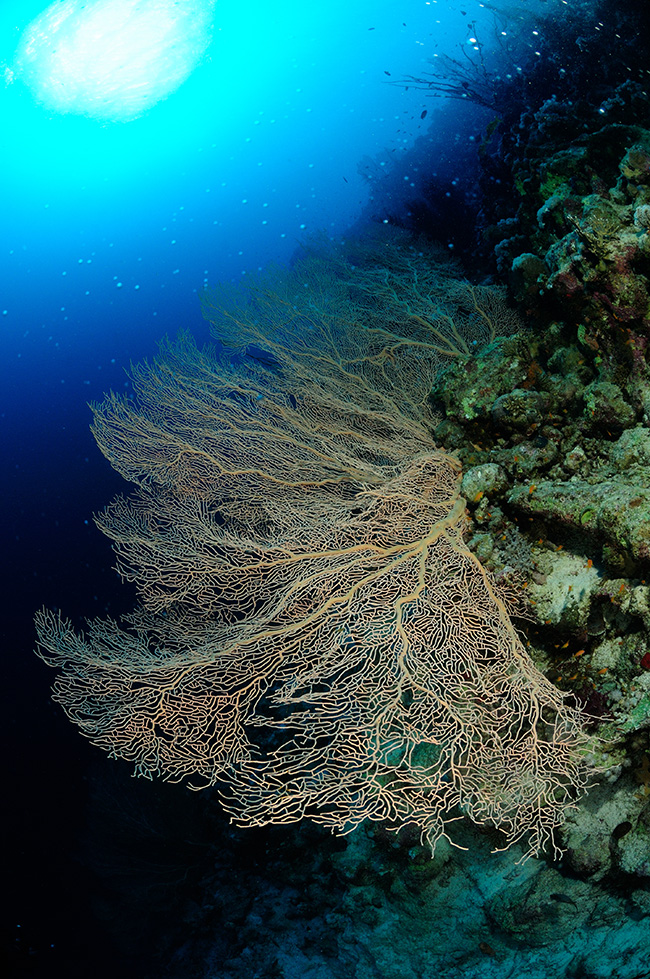 RCA_2938 fan gorgonian