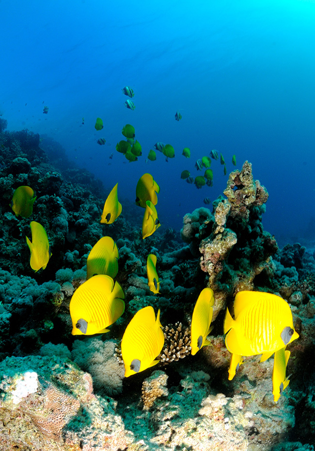 RCA_3349 masked butterfly fish