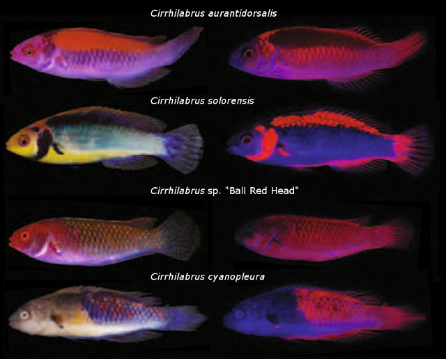 Fluorescence in Cirrhilabrus cyanopleura species group. Note that C. sp. "Bali Red Head" shows a similar pattern ventrally as C. aurantidorsalis, arguing against this form being either the female of C. solorensis or a variant of C. cyanopleura as suggested by some sources. Modified from Gerlach et al 2016