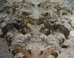 crocodile-fish - reefs