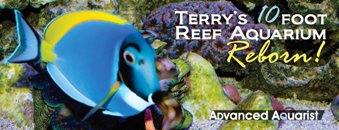 Terry's aquarium best sale