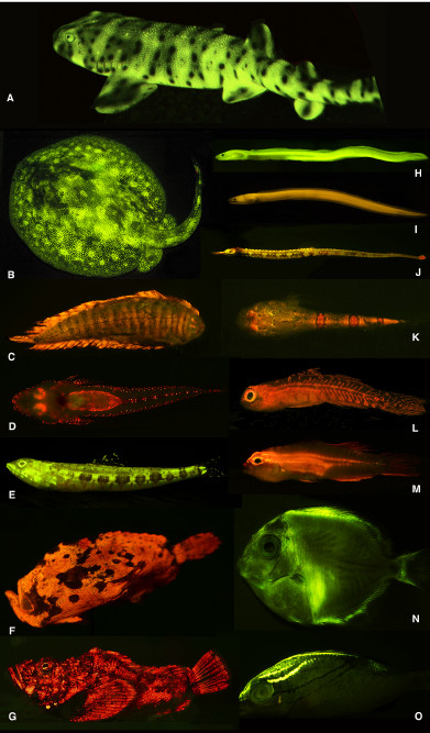 Various fluorescent fishes. Credit: Sparks et al 2014